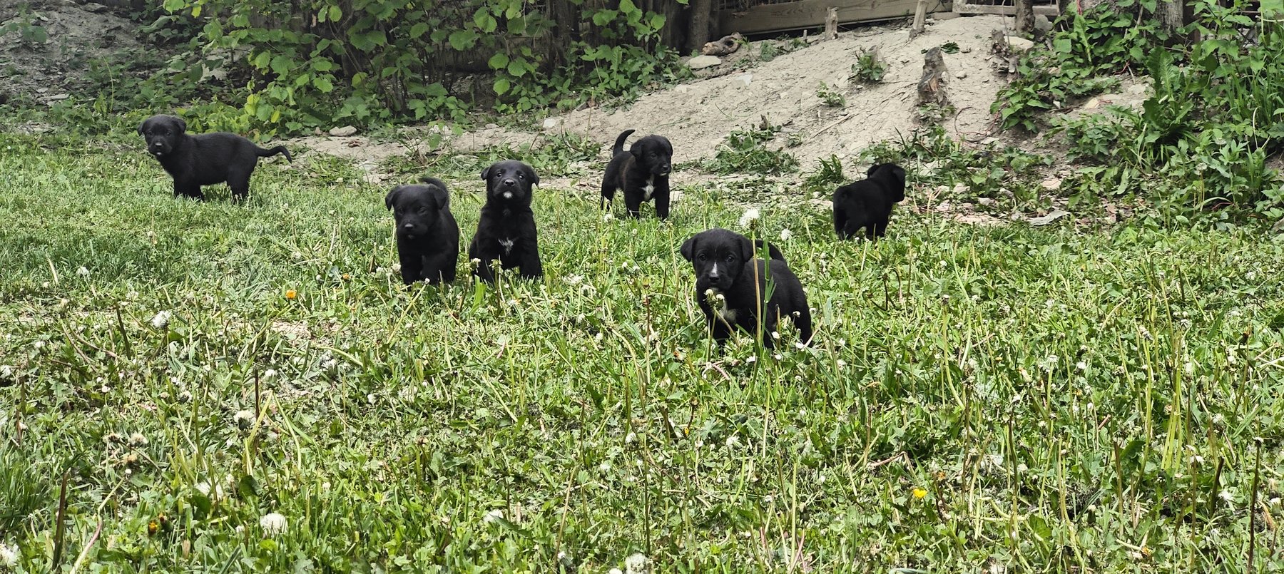 The guesthouse puppies on the dandelion meadow