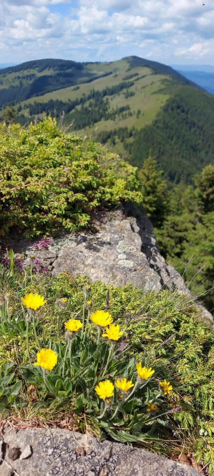 Flori de munte pe creasta Nemirei, cu vârfurile în fundal