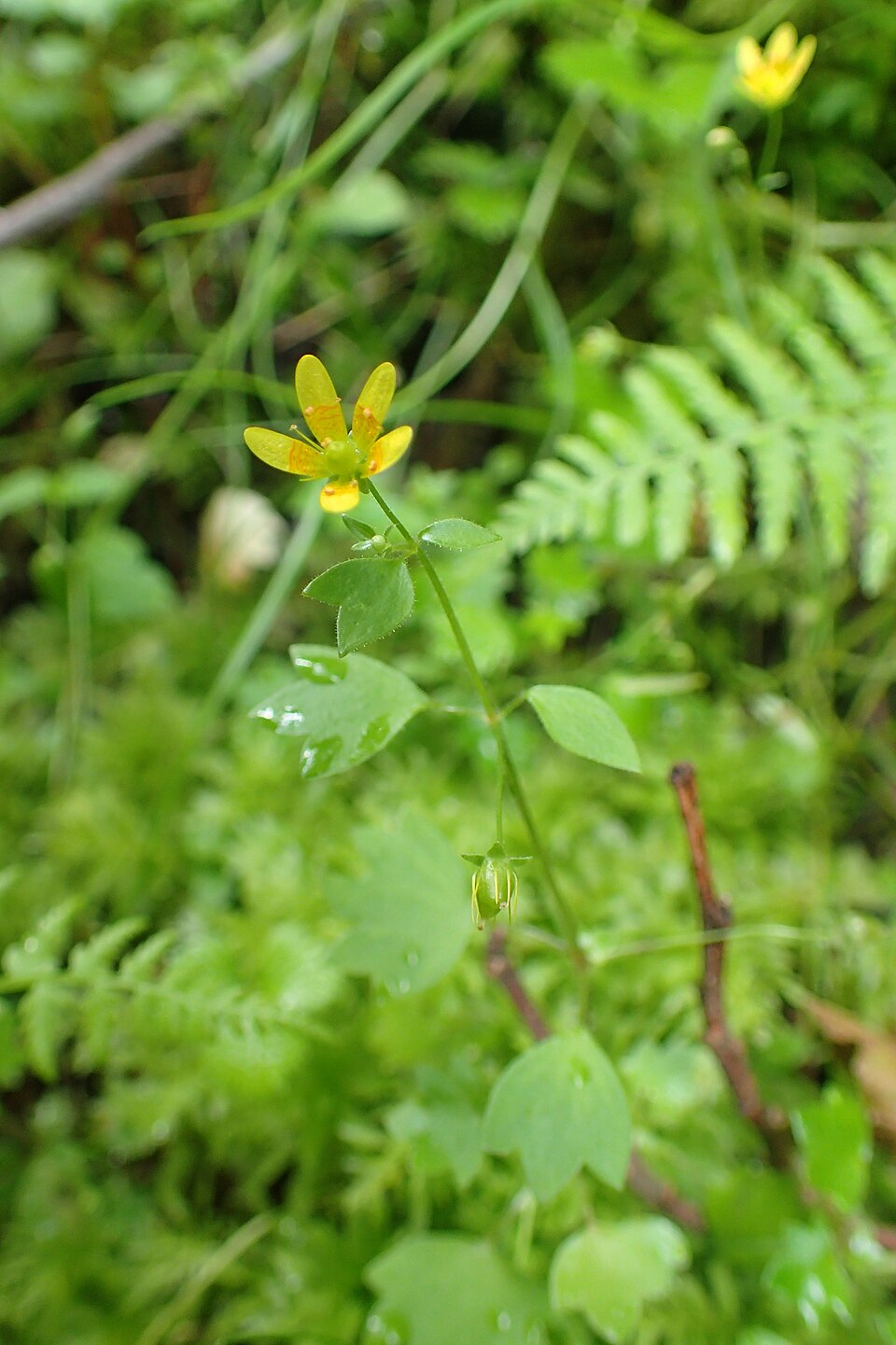 Sclipeți (Saxifraga cymbalaria) — floare galbenă pe mușchi de pădure